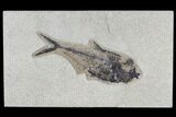 Fossil Fish (Diplomystus) - Green River Formation #115584-1
